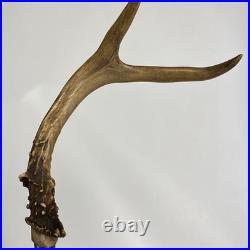Real Deer Antlers Beer Tap Handle Pair Of 2 Antler 10 11 Inch Hunting Hunter