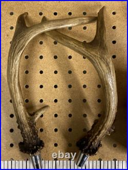 Real Deer Antlers Beer Tap Handle Pair Of 2 Antler 10 11 Inch Hunting Hunter