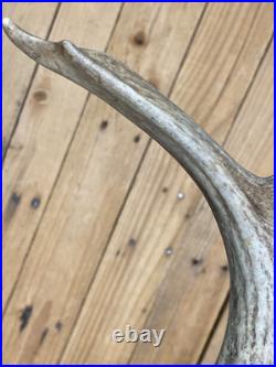 Real Deer Antlers Beer Tap Handle Pair Of 2 Antler Hunting Hunter 10 Inch
